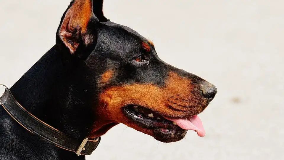 n201209520ea8d78f91f67dbb06fa0e9ade9b7e8320f1aef021bb2ab3e7c3a5eb79bda7d43